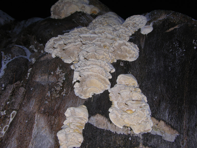In bosco di Quercus cerris(10---fine) (Trametes pubescens)